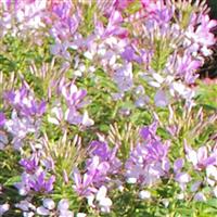 Sparkler 2.0 Lavender Cleome