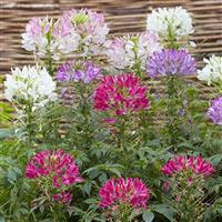 Sparkler 2.0 Mix Cleome