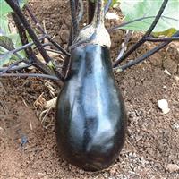 Black Beauty Eggplant