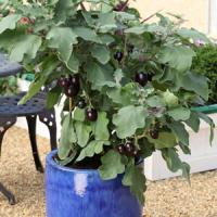 Pot Black Eggplant