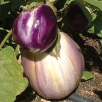 Rosa Bianca Eggplant