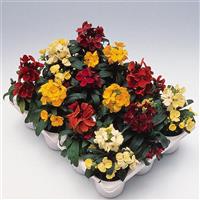 Charity Mix Erysimum
