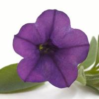 Mini Me<sup>®</sup> Blue Petunia