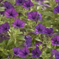Mini Me<sup>®</sup> Blue Petunia