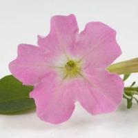 Mini Me<sup>®</sup> Pink Star Petunia