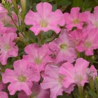 Mini Me<sup>®</sup> Pink Star Petunia