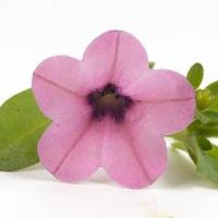 Mini Me<sup>®</sup> Pink Velvet Petunia