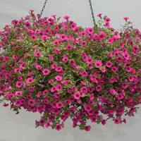 Mini Me<sup>®</sup> Purple Petunia