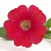 Mini Me<sup>®</sup> Red Petunia