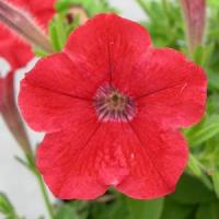 Mini Me<sup>®</sup> Red Star Petunia