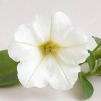 Mini Me<sup>®</sup> White Petunia