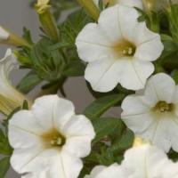 Mini Me<sup>®</sup> White Petunia