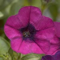 Mini Me<sup>®</sup> Purple Dark Eye Petunia