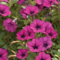 Mini Me<sup>®</sup> Purple Dark Eye Petunia