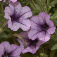 Mini Me<sup>®</sup> Lilac Vein Petunia