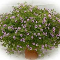 Mini Me<sup>®</sup> Lilac Vein Petunia