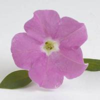 Mini Me<sup>®</sup> Pink Baby Petunia