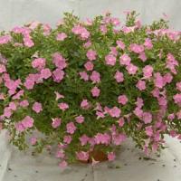 Mini Me<sup>®</sup> Pink Baby Petunia