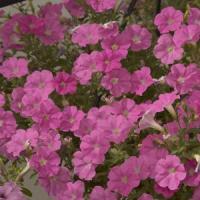 Mini Me<sup>®</sup> Pink Baby Petunia