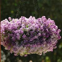 Clear Crystal<sup>®</sup> Lavender Shades Alyssum