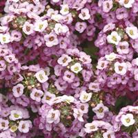 Clear Crystal<sup>®</sup> Lavender Shades Alyssum