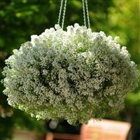 Clear Crystal<sup>®</sup> White Alyssum