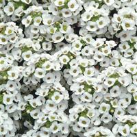 Clear Crystal<sup>®</sup> White Alyssum