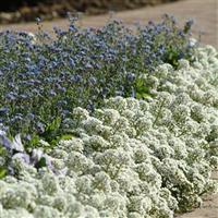 Clear Crystal<sup>®</sup> White Alyssum