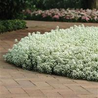 Clear Crystal<sup>®</sup> White Alyssum