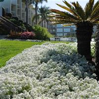 Clear Crystal<sup>®</sup> White Alyssum