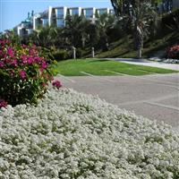 Clear Crystal<sup>®</sup> White Alyssum