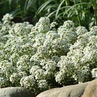 Clear Crystal<sup>®</sup> White Alyssum