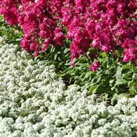 Clear Crystal<sup>®</sup> White Alyssum