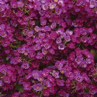 Clear Crystal<sup>®</sup> Purple Shades Alyssum