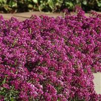 Clear Crystal<sup>®</sup> Purple Shades Alyssum