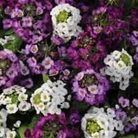 Clear Crystal<sup>®</sup> Mixture Alyssum