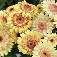 Cartwheel Strawberry Twist Gerbera