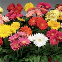 Jaguar Mix Gerbera