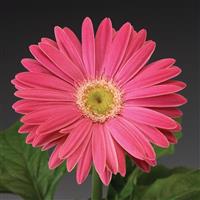 Jaguar Pink Light Eye Gerbera