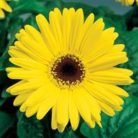 Jaguar Yellow Dark Eye Gerbera