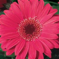 Jaguar Rose Dark Eye Gerbera