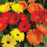 Jaguar Salsa Mix Gerbera