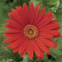 Jaguar Red Light Eye Gerbera