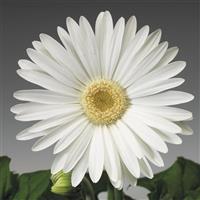 Jaguar White Light Eye Gerbera