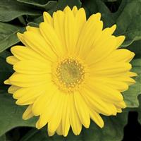 Jaguar Yellow Light Eye Gerbera