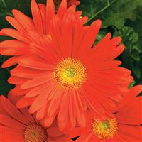 Jaguar Deep Orange Light Eye Gerbera