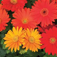 Jaguar Fall Colors Mix Gerbera