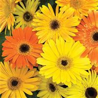 Jaguar Fire Dark Eye Gerbera