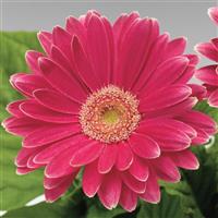 Jaguar Rose Picotee Light Eye Gerbera