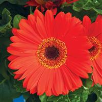 Jaguar Scarlet Shades Dark Eye Gerbera